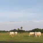 hectares